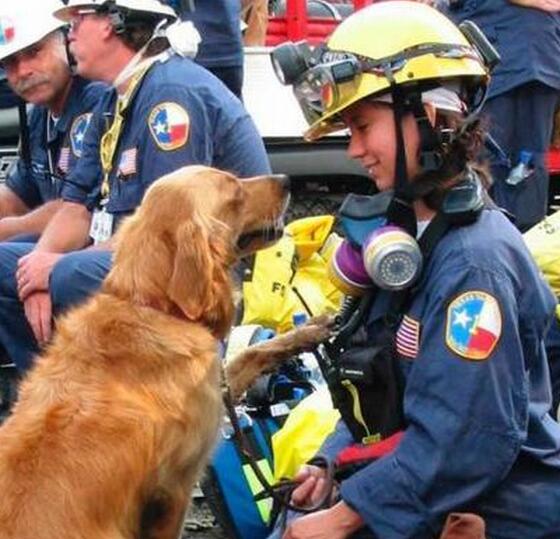 911搜救犬安樂(lè )死 消防員送行受英雄般歡迎